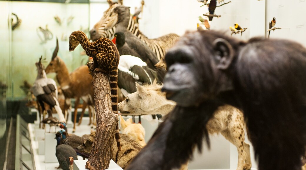 Zurich Zoological Museum which includes interior views