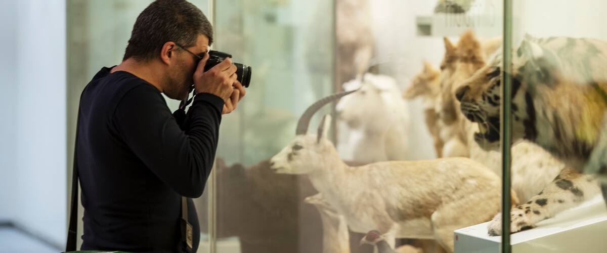Zurich Zoological Museum showing interior views as well as an individual male