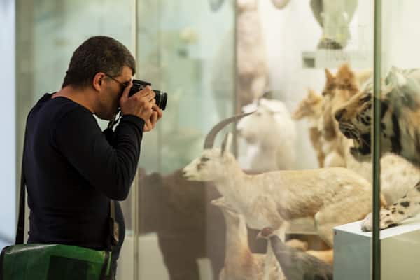 Zurich Zoological Museum showing interior views as well as an individual male