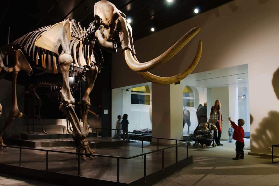 A large skeleton exhibit in a museum.
