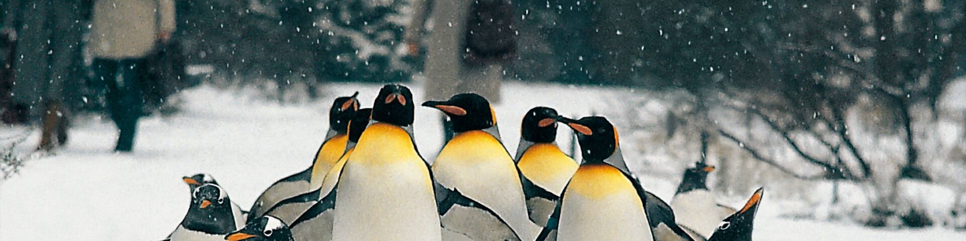 Zoo di Basilea che include animali domestici, animali marini e neve