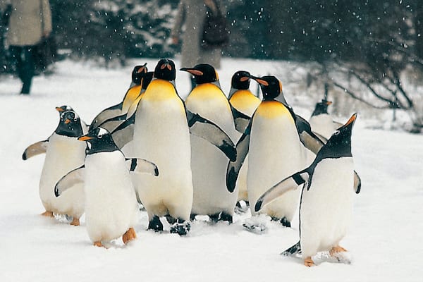 Zoo di Basilea che include animali domestici, animali marini e neve