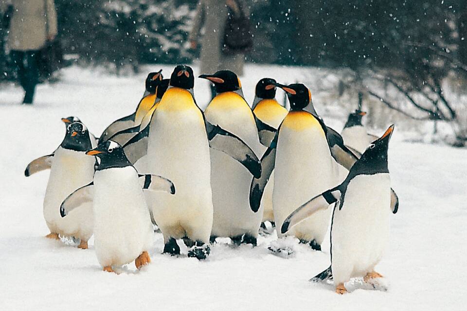 Un grupo de pingüinos en un paisaje nevado.