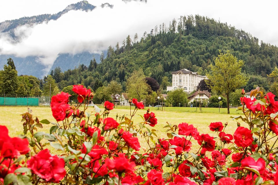 A field of red flowers in the foreground with a mountain range and a building in the background.