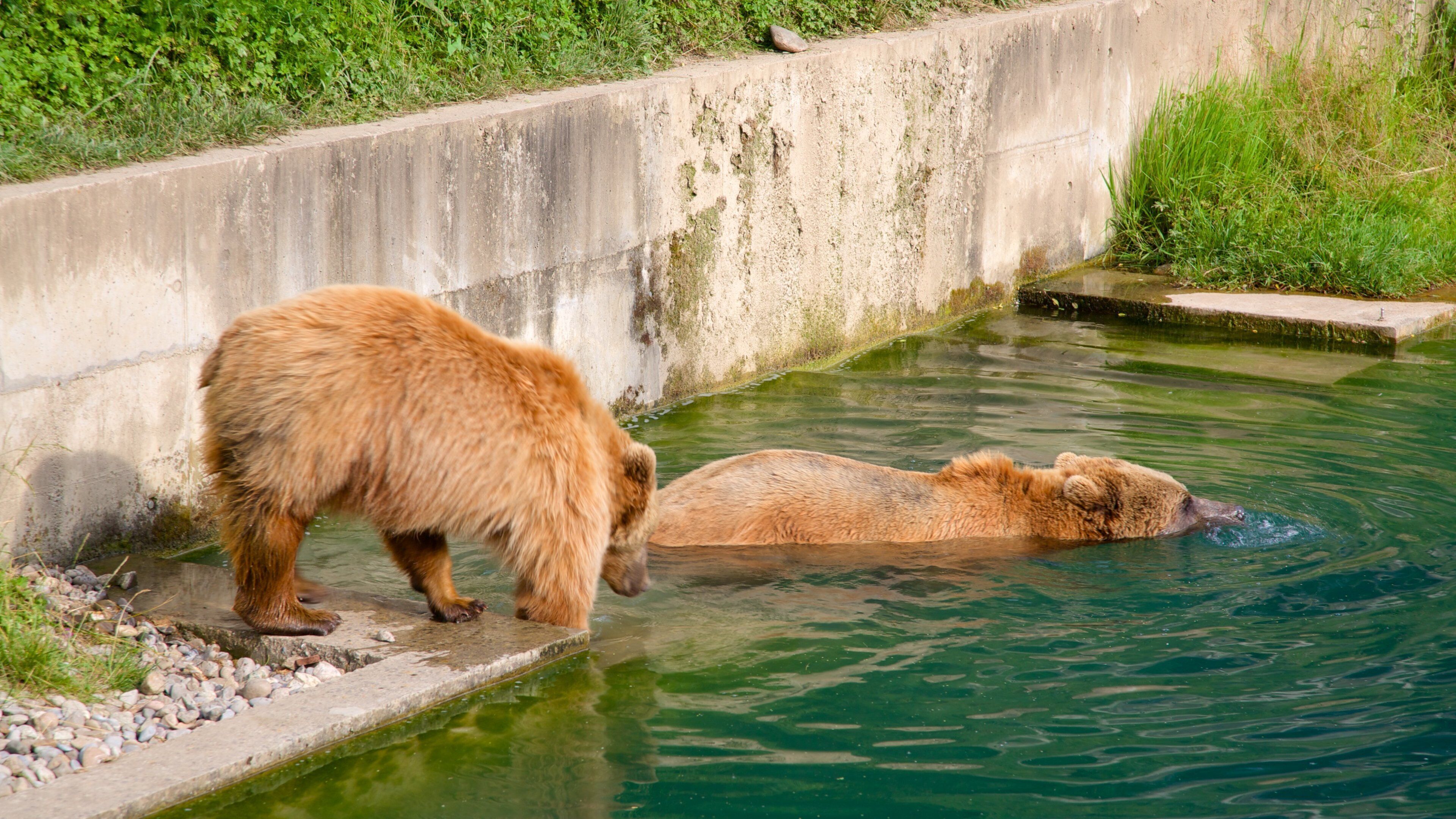 Bear Pits showing dangerous animals and zoo animals