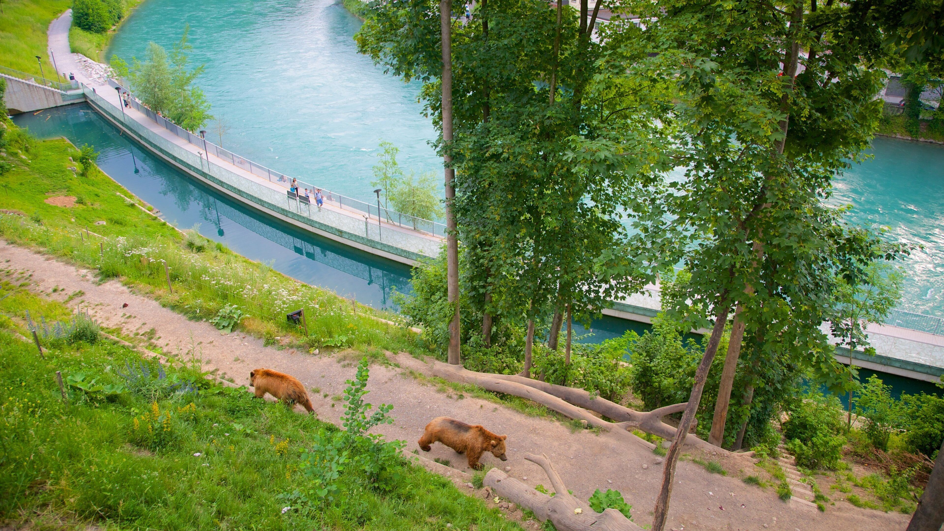 A river with a bridge, a grassy area, and two bears.