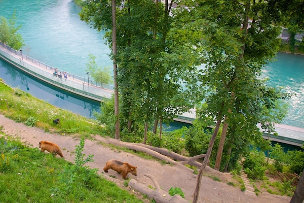 Une rivière avec un pont, une zone herbeuse et deux ours.