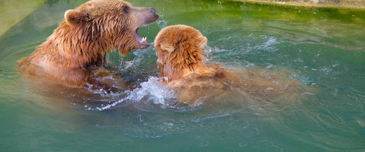 Fosse degli orsi caratteristiche di animali da zoo e animali pericolosi