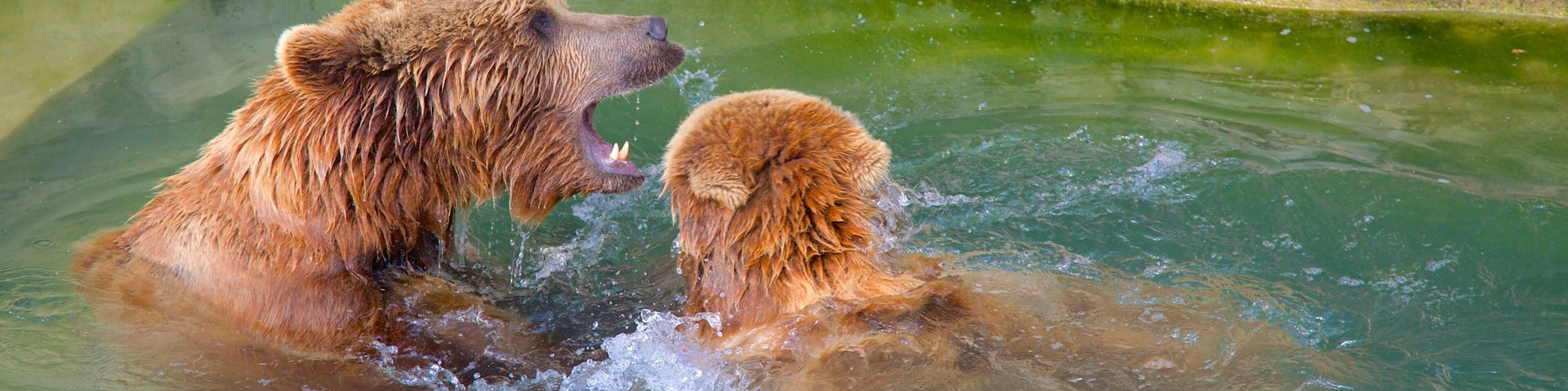 Bear Pits featuring zoo animals and dangerous animals