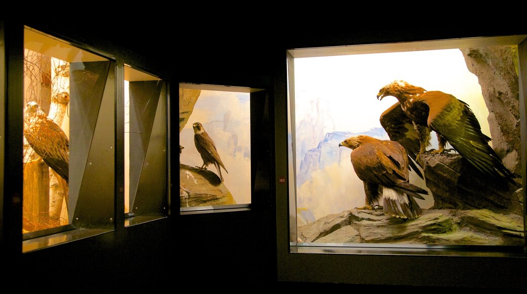 Museo de Historia Natural de Berna ofreciendo vistas interiores