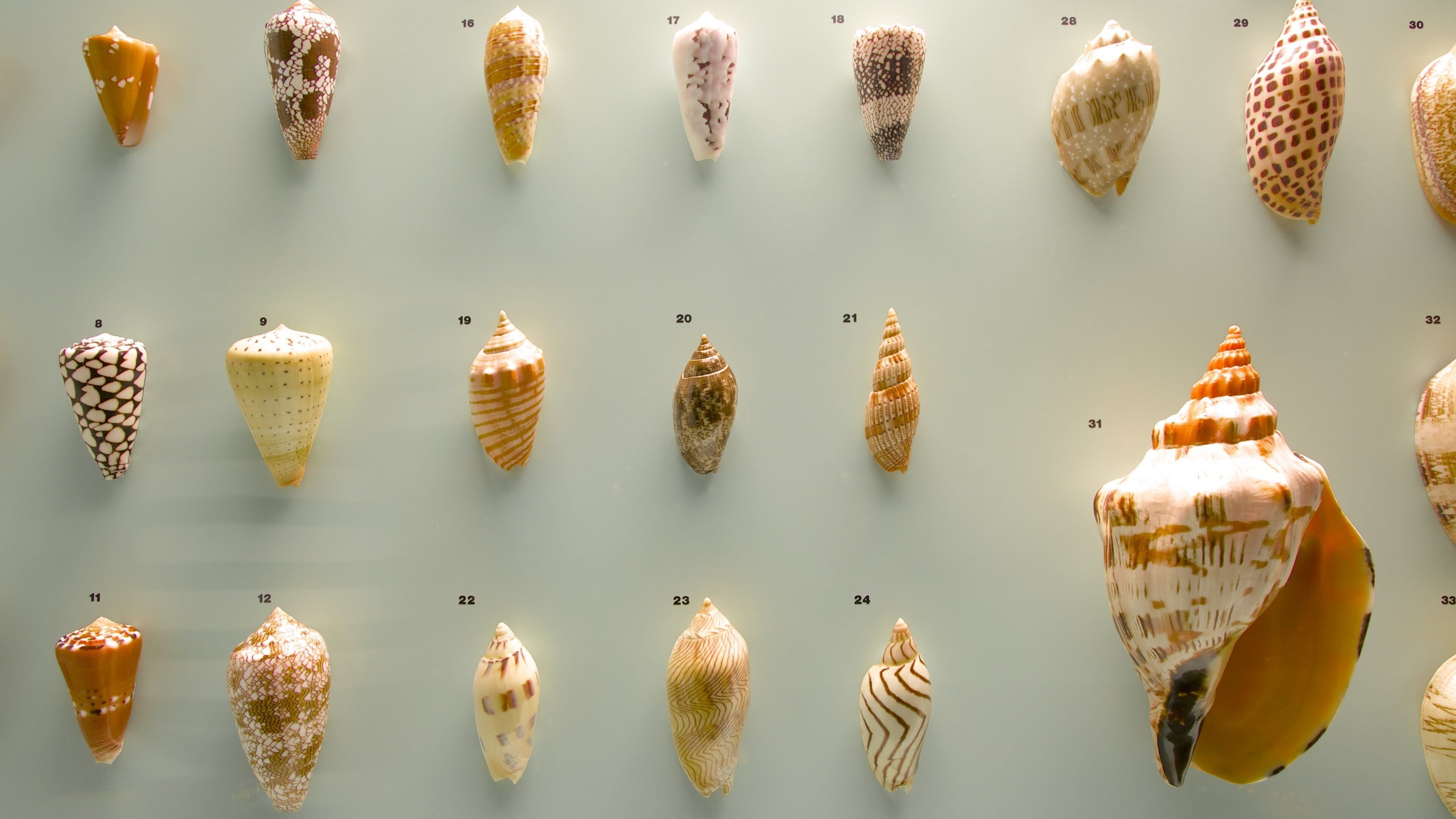 Bern Naturhistoriska Museet som inkluderar interiörer