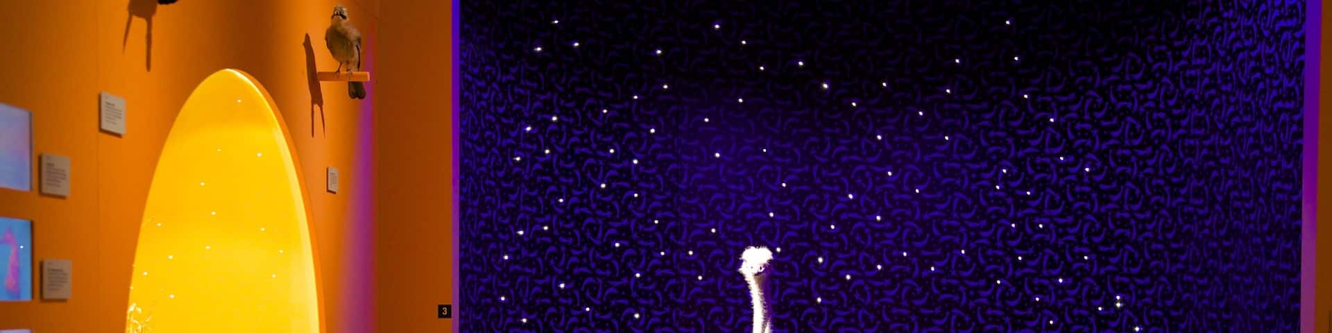 Bern Natural History Museum showing interior views