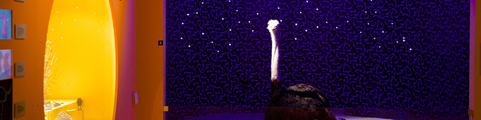 ベルン自然史博物館 どの含み 屋内の眺め