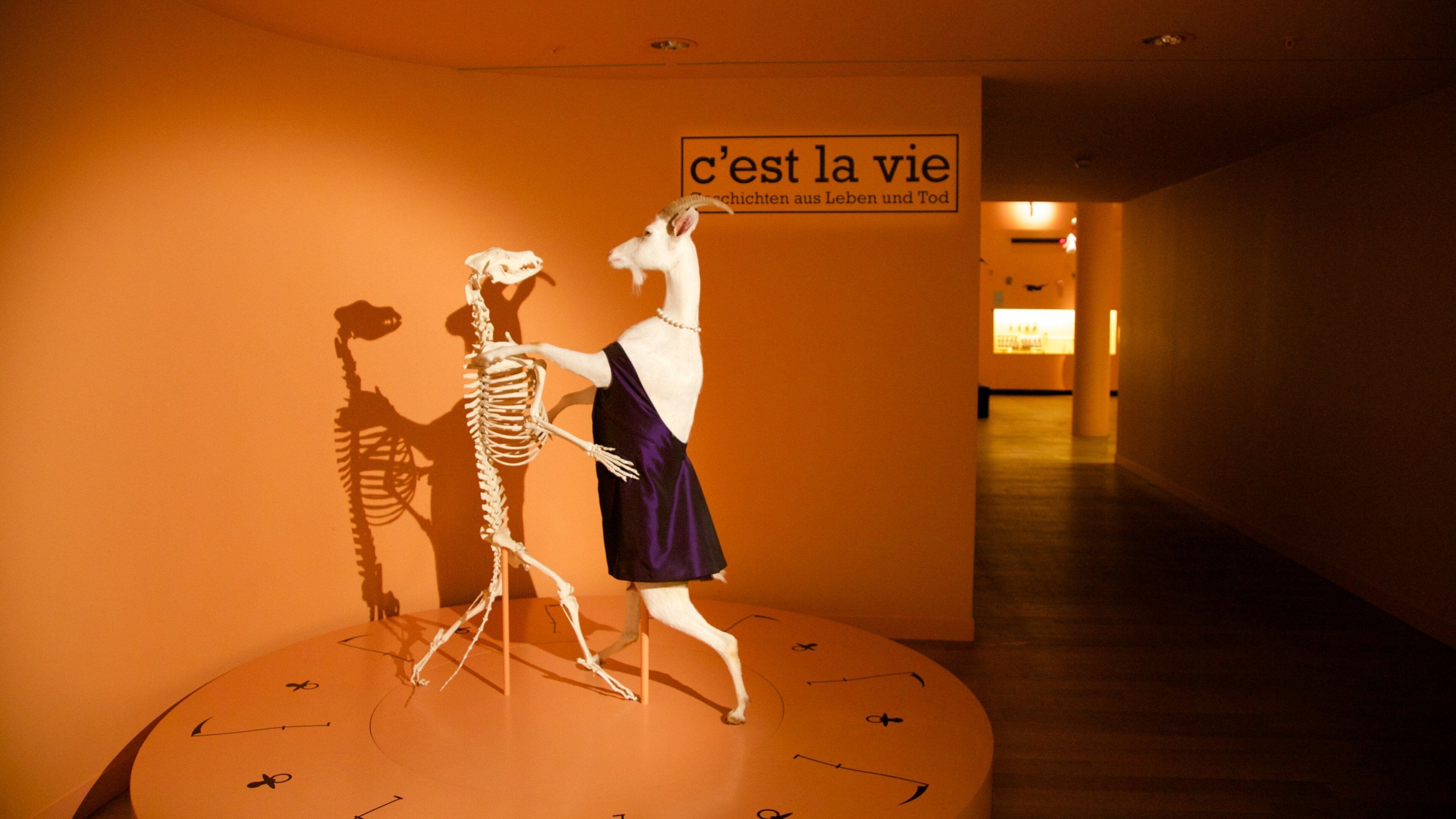 Museu de História Natural de Berna caracterizando vistas internas