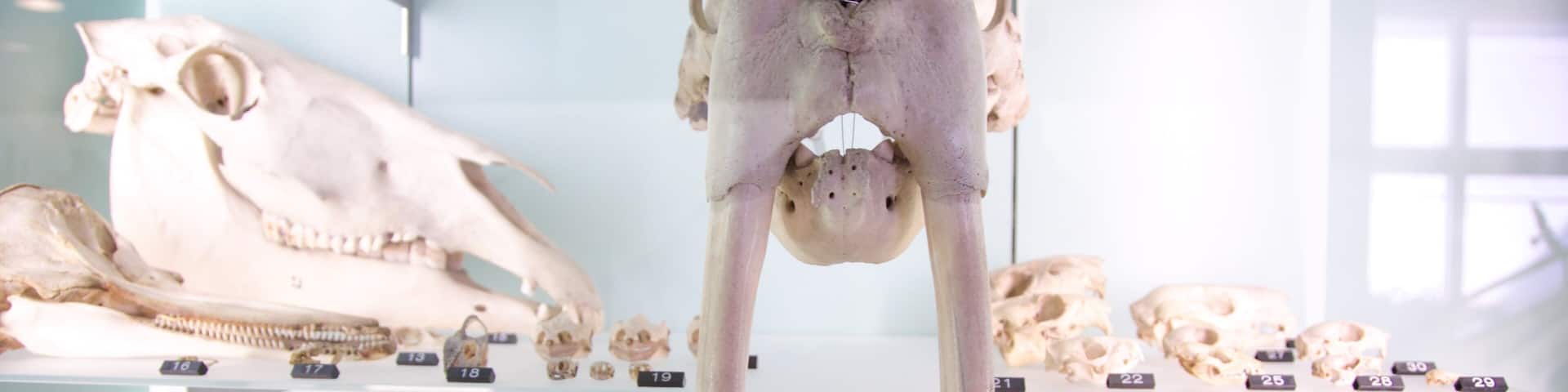 A collection of animal skulls on display in a museum.
