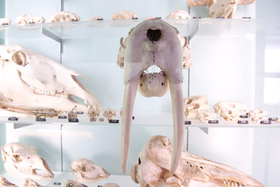 Une collection de crânes d’animaux exposée dans un musée.
