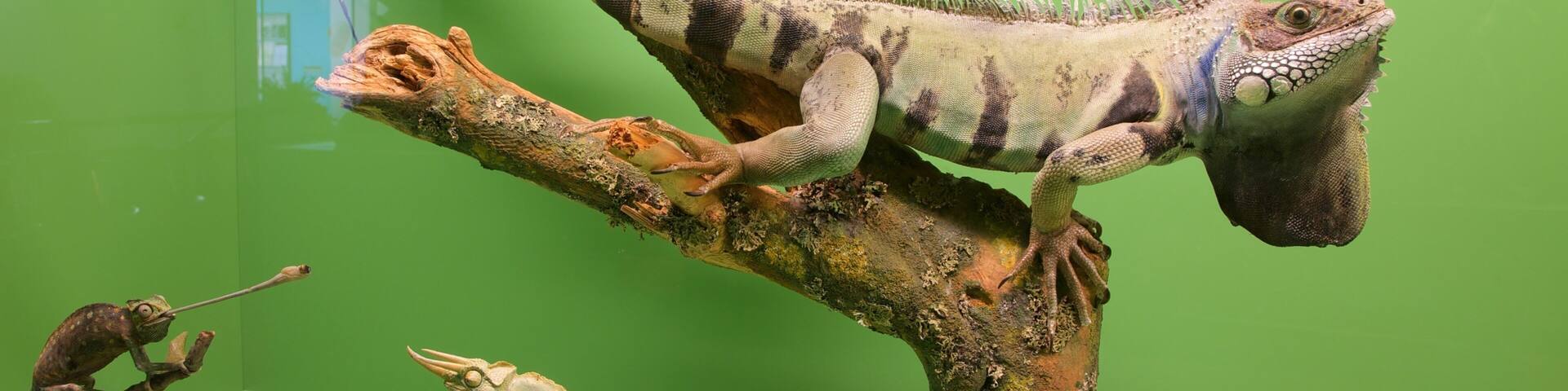 Bern Natural History Museum which includes interior views and animals