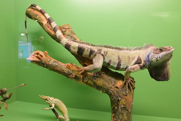 Bern Natural History Museum showing animals and interior views
