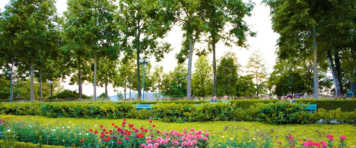 Bern Rosenhave som viser blomster, vilde blomster og en park