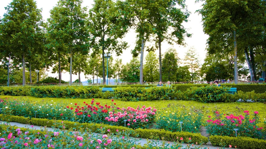 Bern Rose Garden showing flowers, a park and wild flowers
