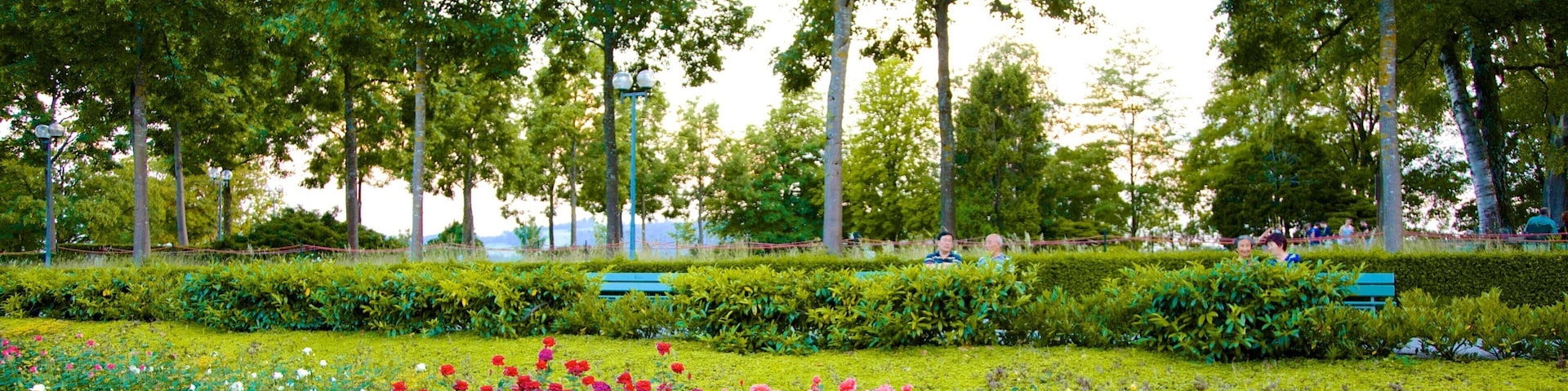 Bern Rose Garden mostrando flores silvestres, um jardim e flores