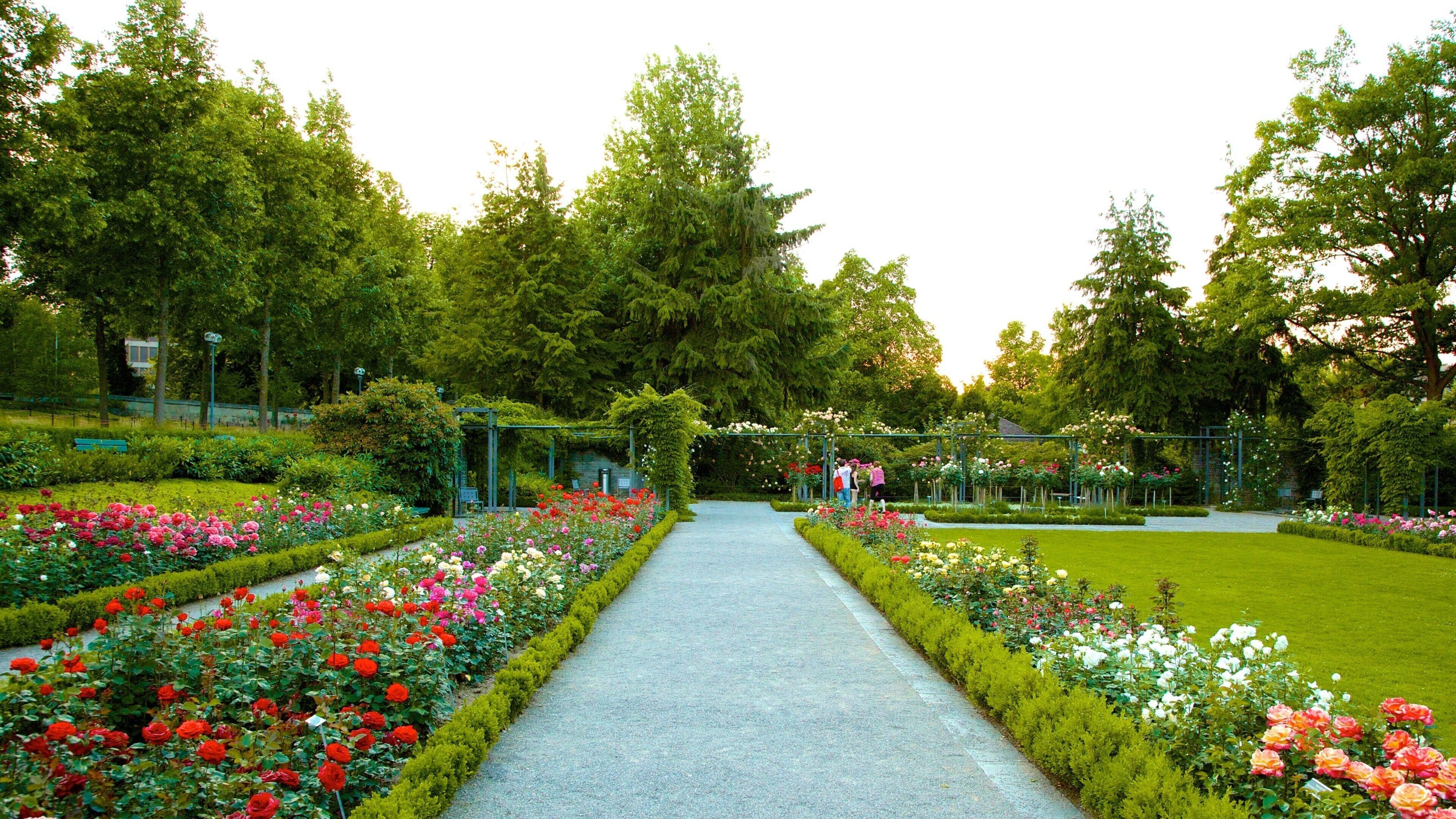 Bern Rose Garden showing flowers, a park and wild flowers
