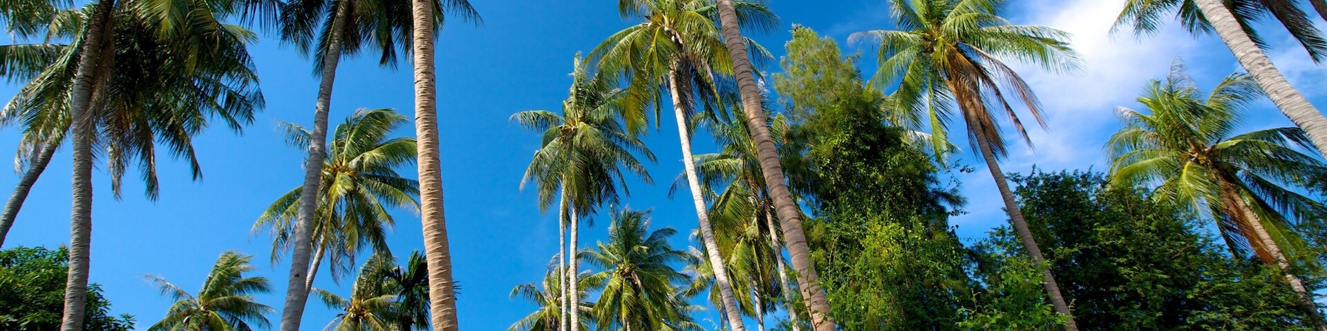 Plage de Pangka montrant scĂšnes tropicales