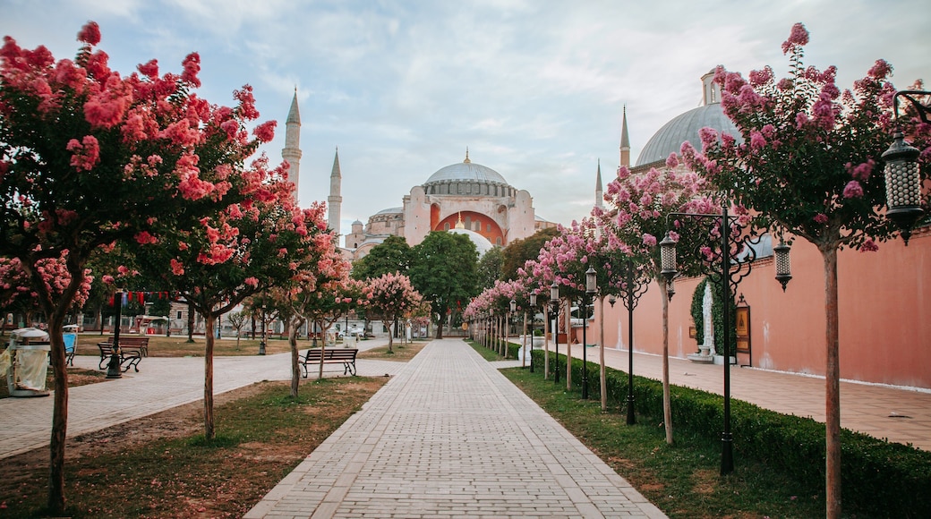 Hagia Sophia showing wildflowers and a park