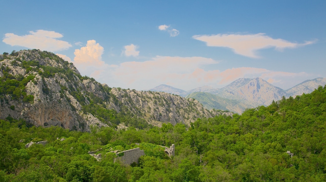 Termessos som viser skog