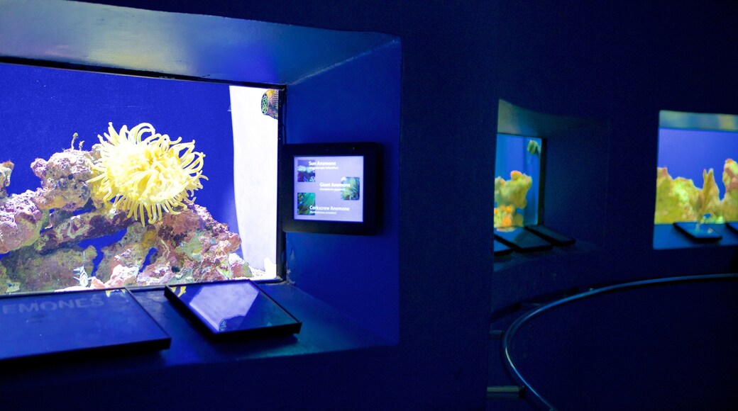 Coral World Ocean Park which includes interior views and marine life