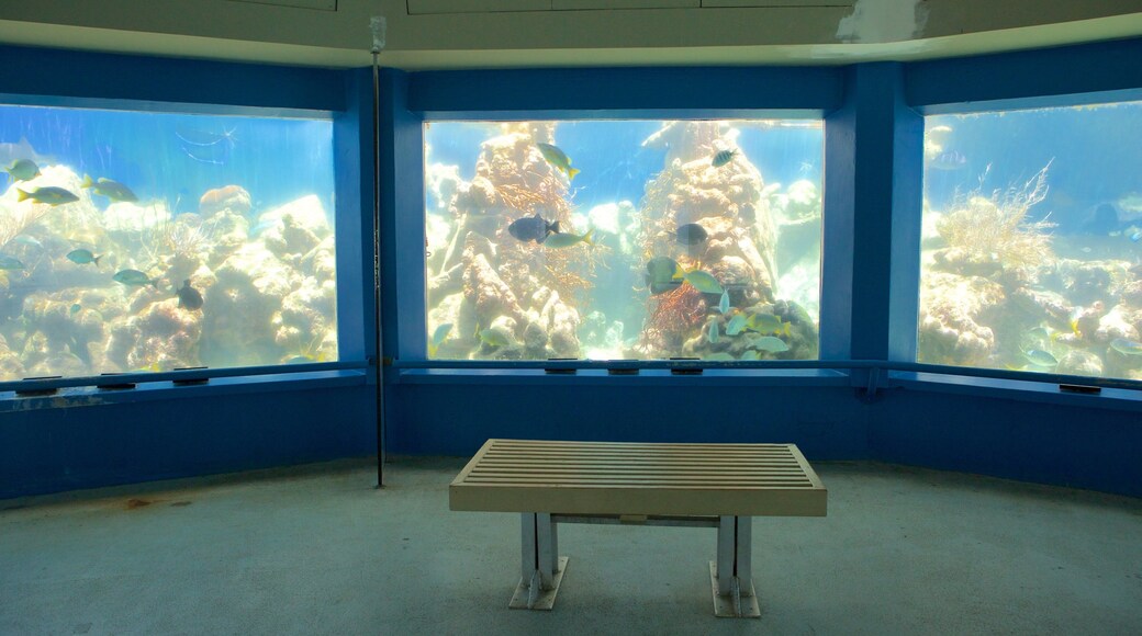 Coral World Ocean Park featuring marine life