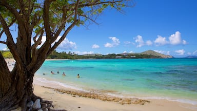A beach with clear turquoise water, a large tree, and a distant hill with buildings.