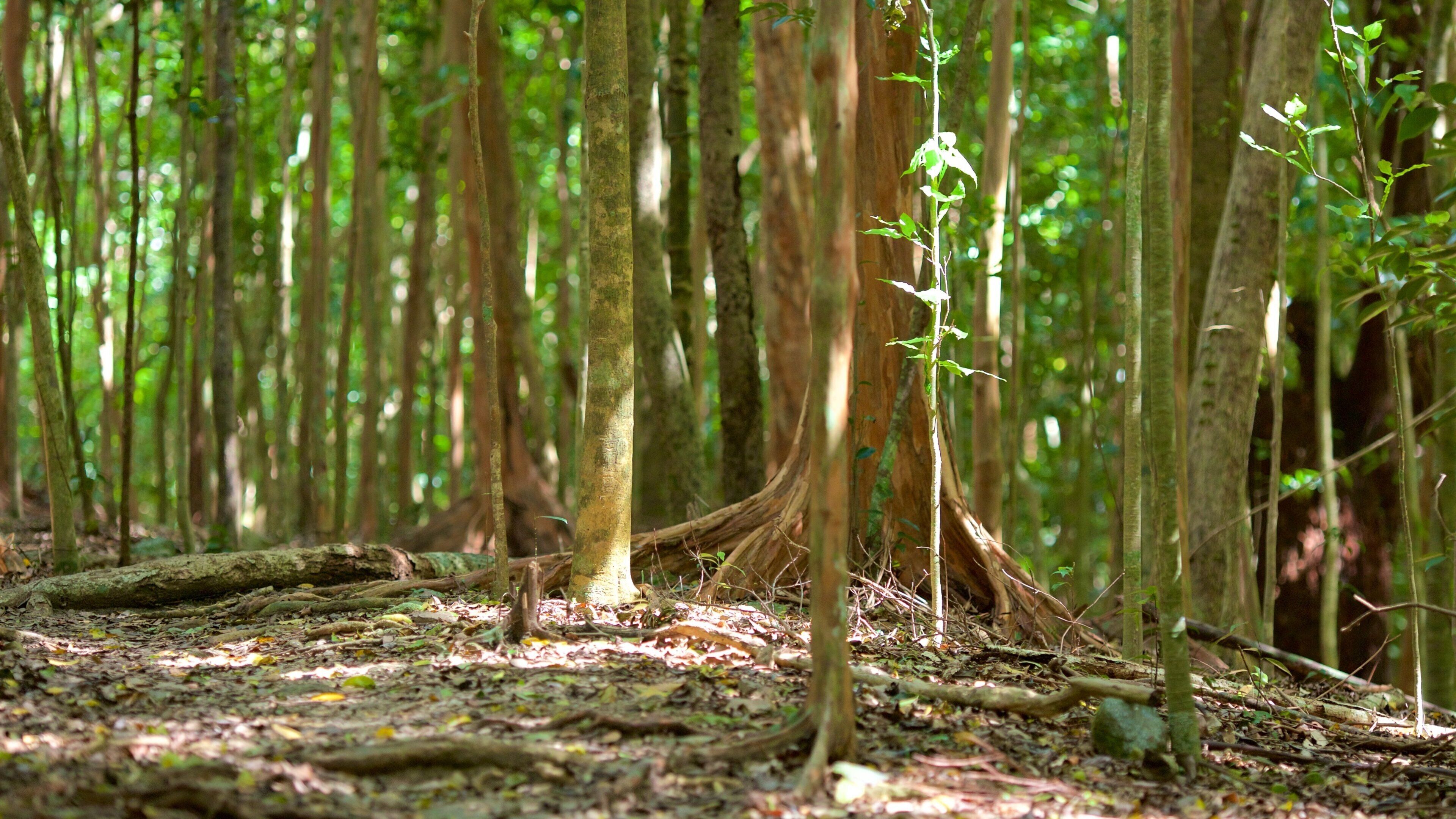 Vịnh Cinnamon có tính năng rừng mưa