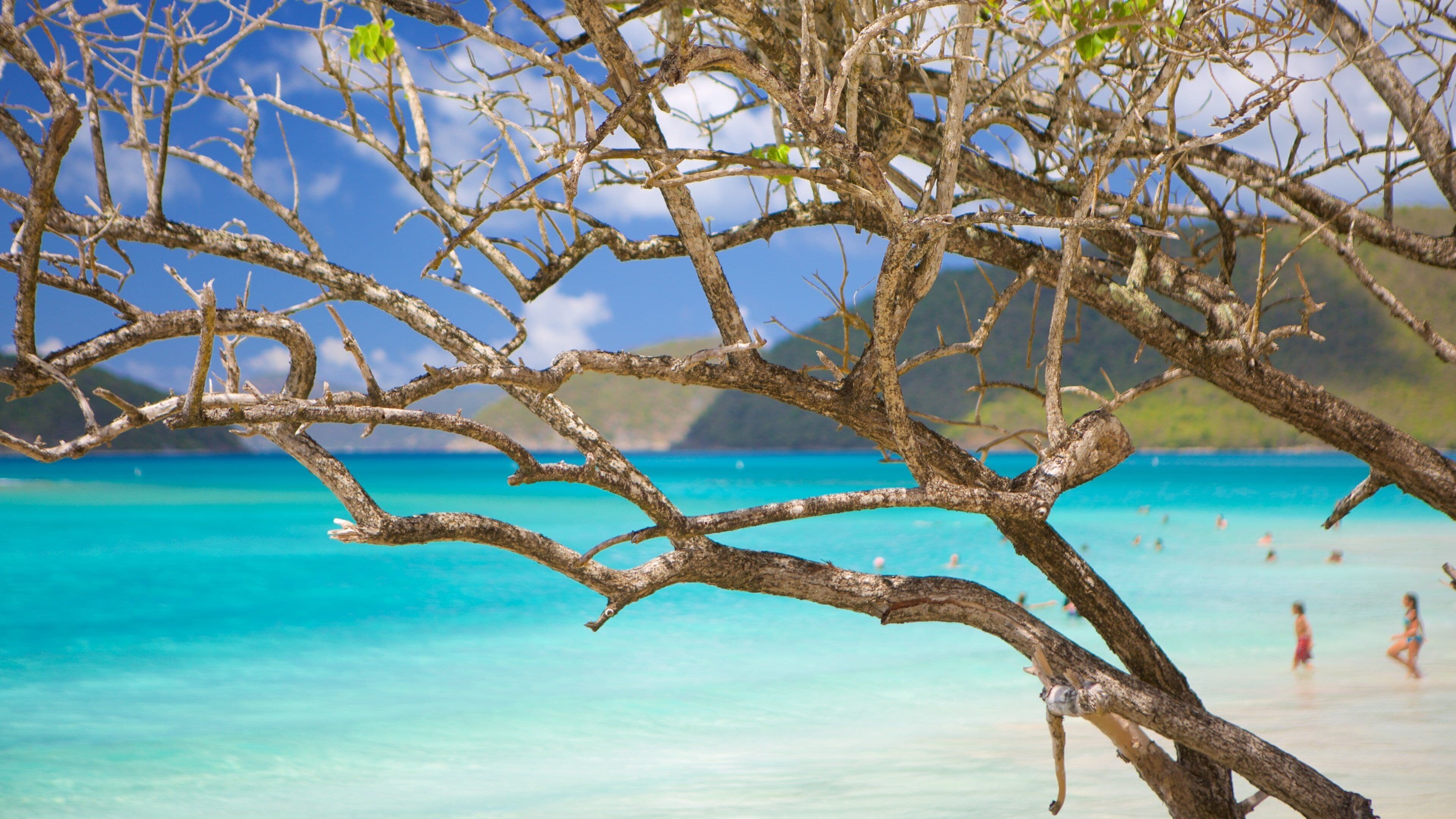 A beach with clear turquoise water, a sandy shore, and a tree with bare branches.