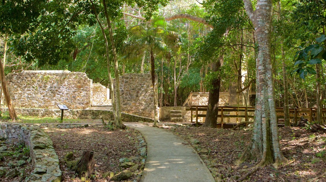 Cinnamon Bay som viser regnskov, en ruin og kulturarvsgenstande