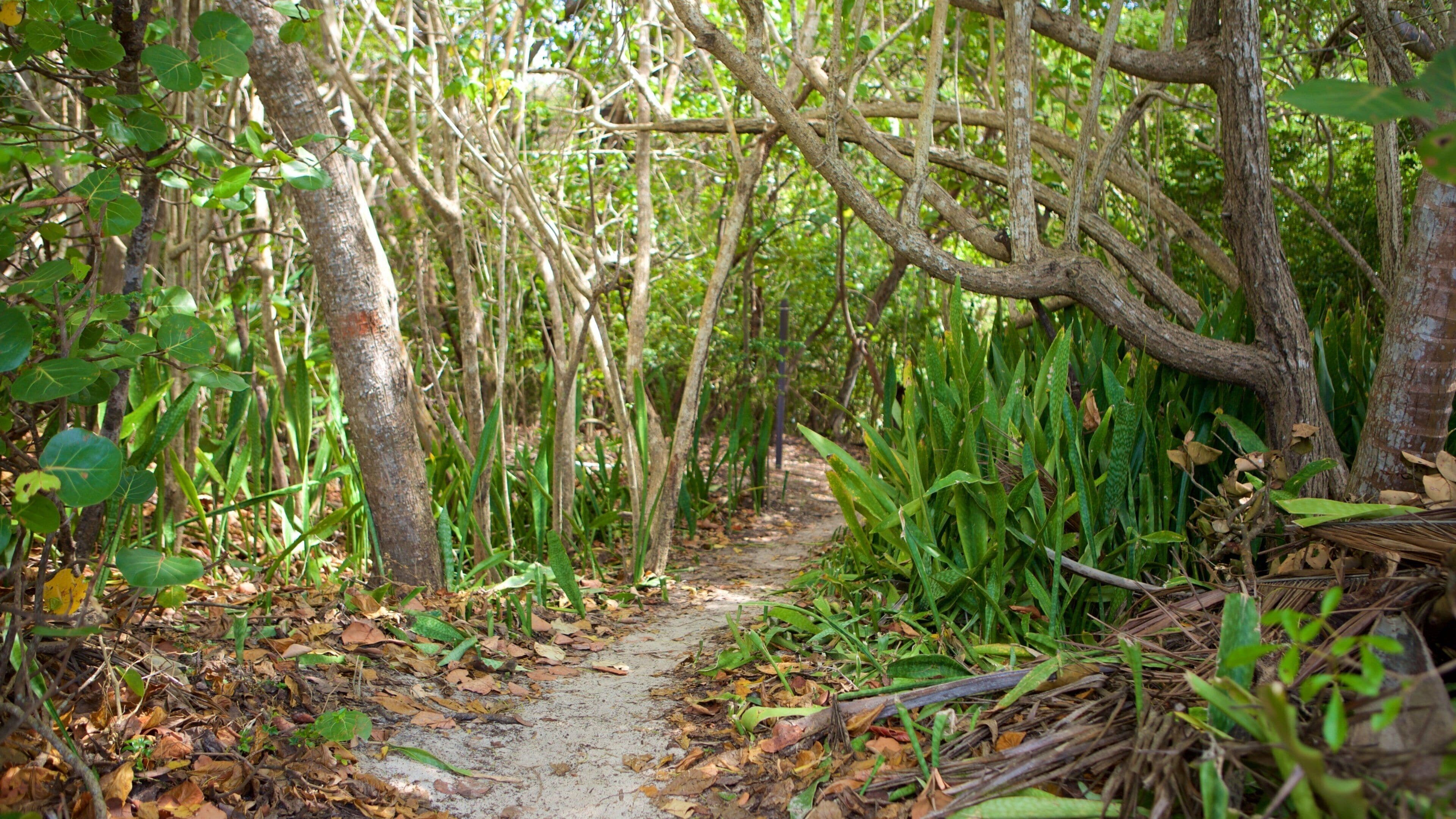 Cinnamon Bay showing forest scenes