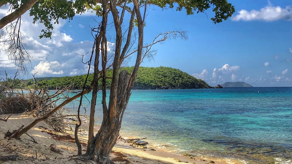 Une plage avec une eau turquoise et limpide, un rivage sablonneux et un arbre au premier plan.