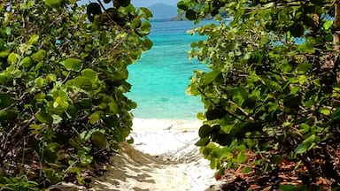 A beach path surrounded by lush green foliage leading to a turquoise sea.