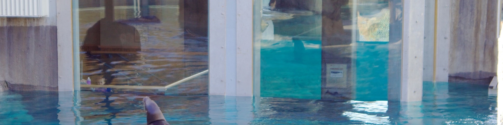 Hogle Zoo caracterizando vida marinha e animais de zoológico