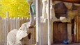 An elephant in a zoo enclosure with a wooden fence, a feeding station, and a stone wall.