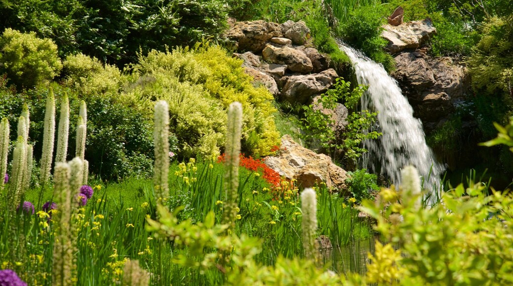 Red Butte Garden and Arboreteum featuring wildflowers