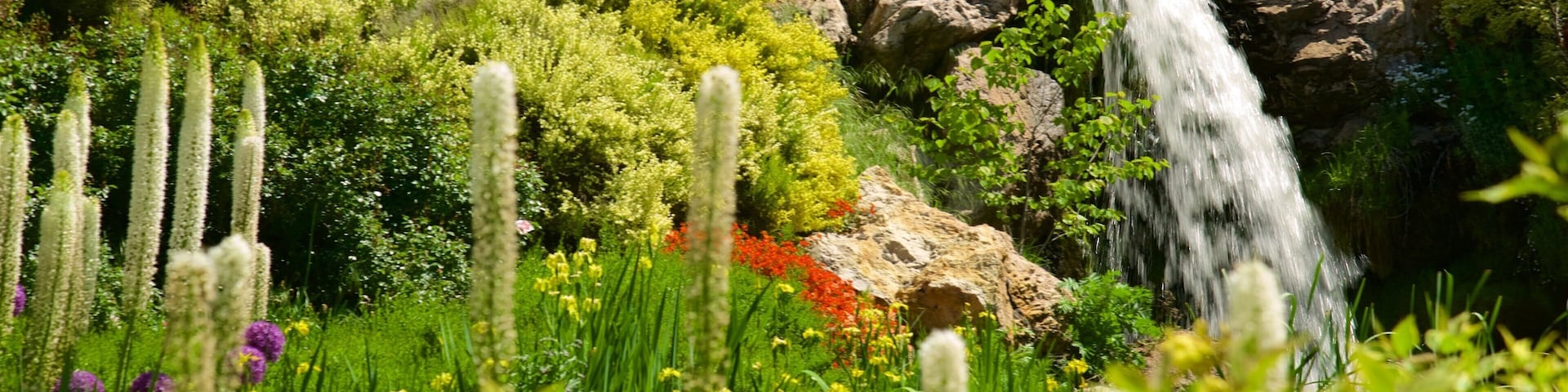 Red Butte Garden and Arboreteum featuring wildflowers
