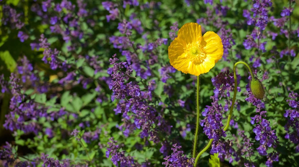 Red Butte Garden and Arboretum which includes flowers