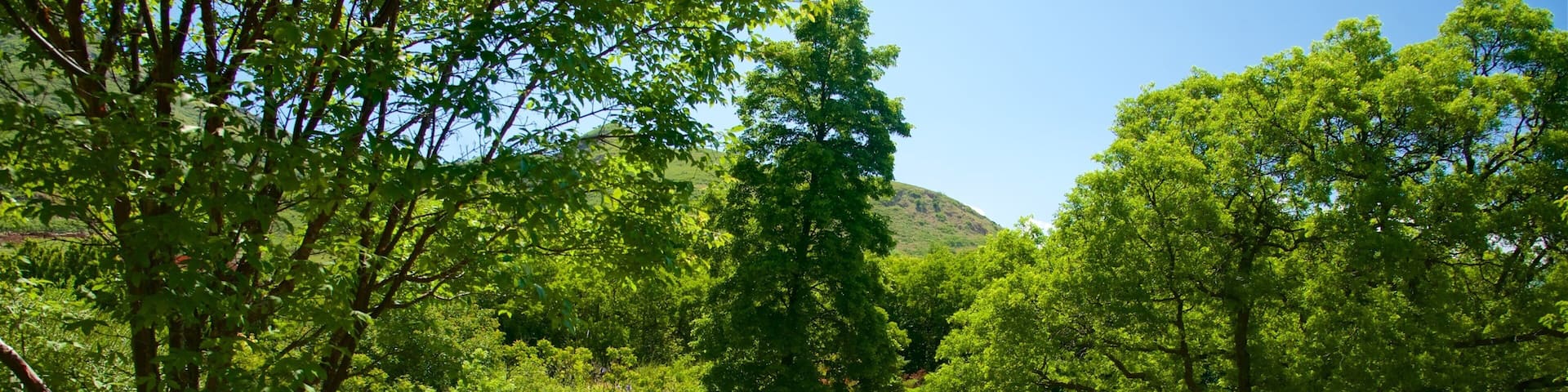 Jardín y arboretum Red Butte mostrando un parque, un río o arroyo y flores