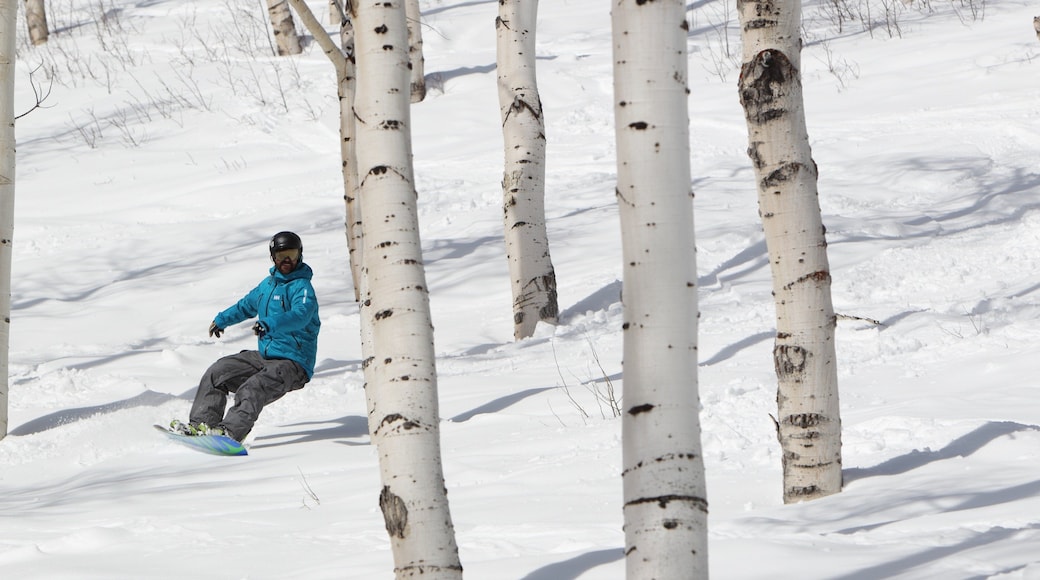 公園市山林渡假村 设有 森林景觀, 雪地滑板 和 雪