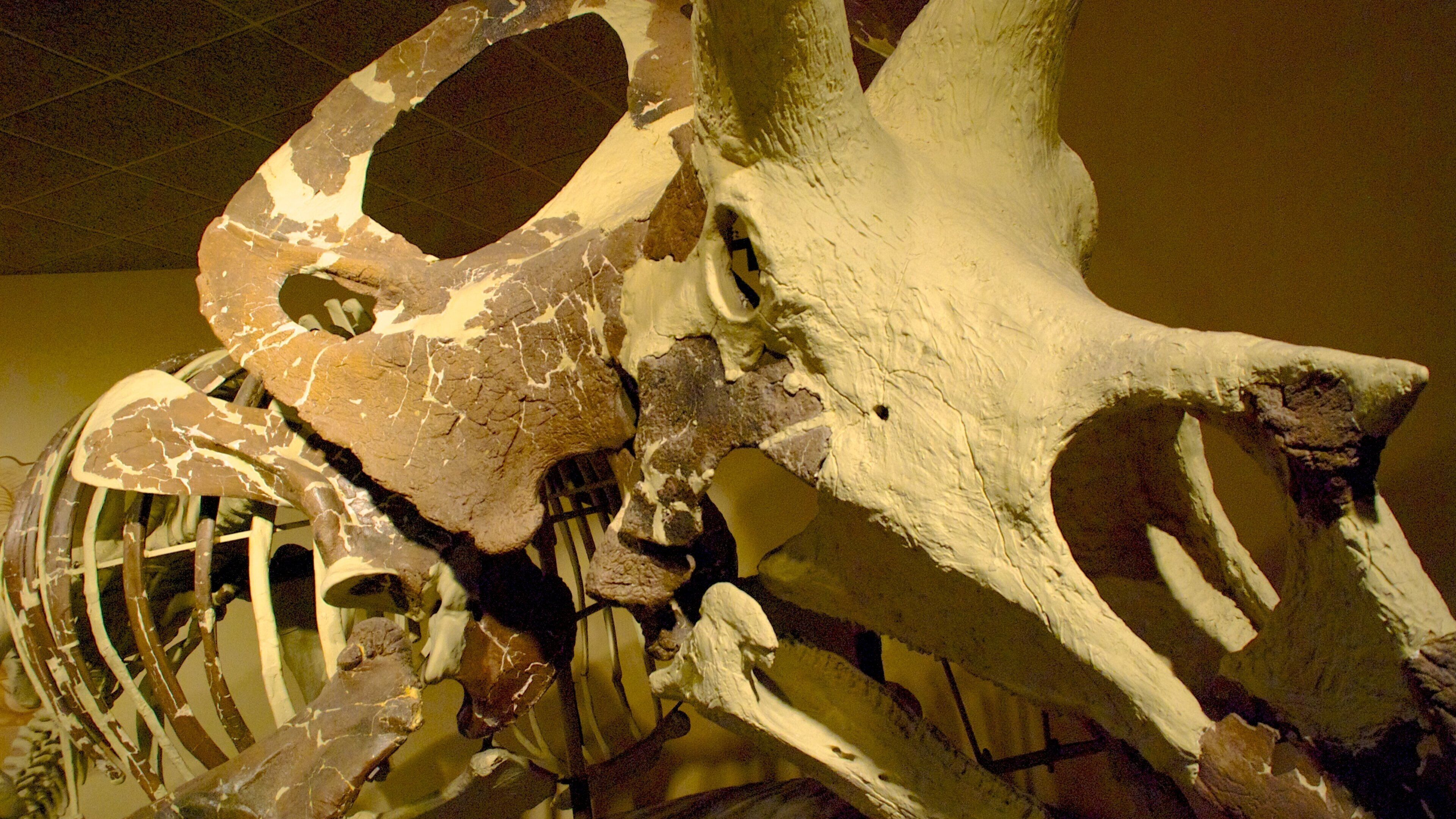 Milwaukee Public Museum featuring interior views