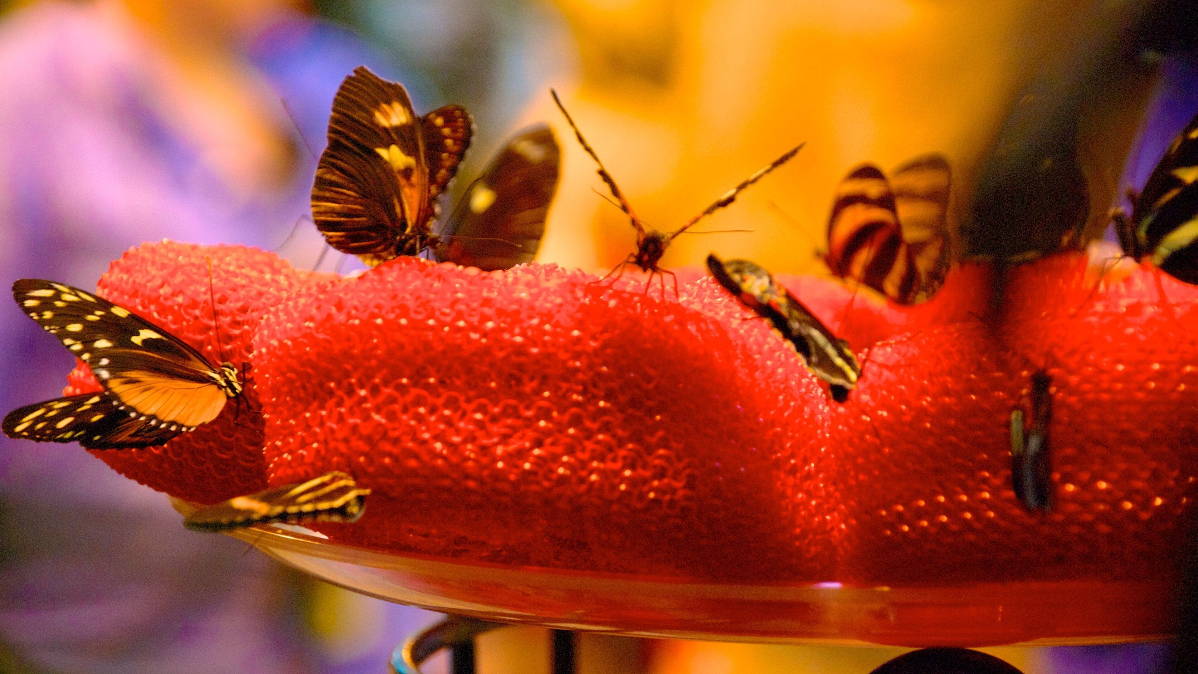 Milwaukee Public Museum which includes animals