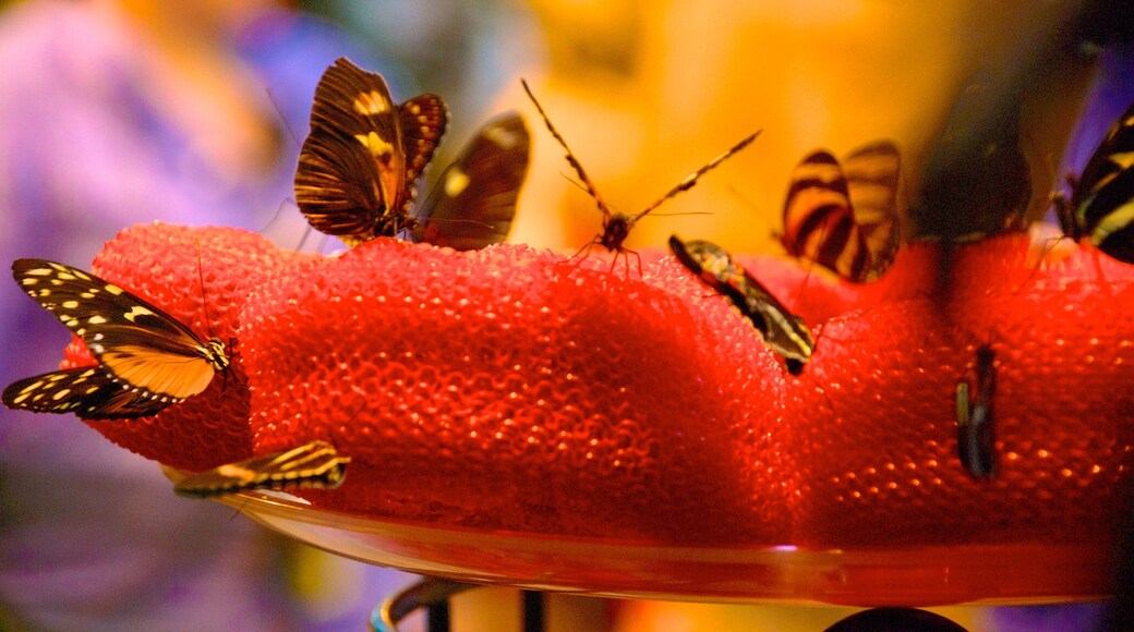 Milwaukee Public Museum which includes animals