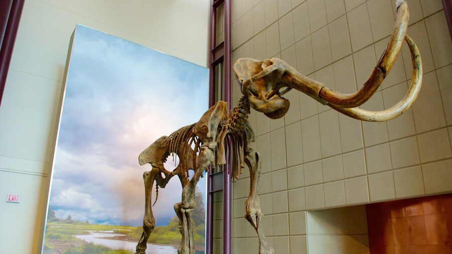 Milwaukee Public Museum which includes interior views