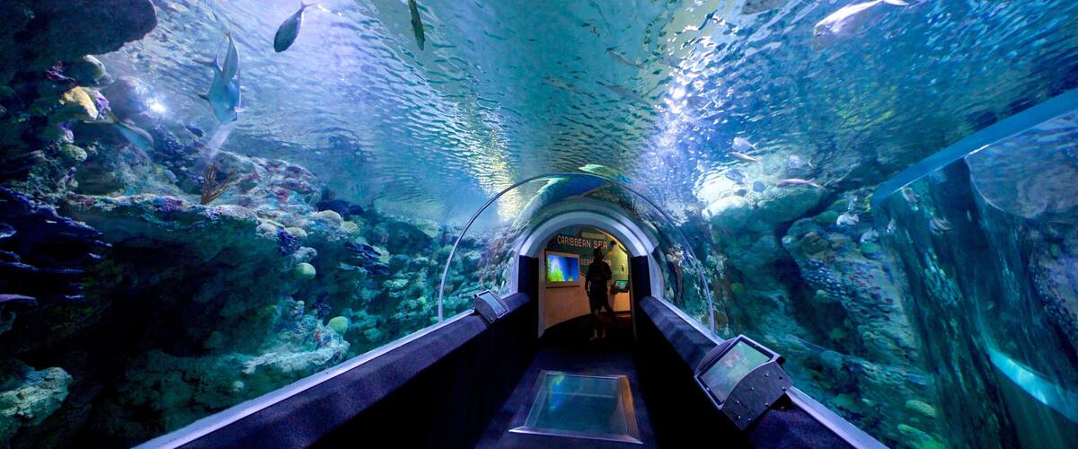 Discovery World bevat zeedieren en interieur